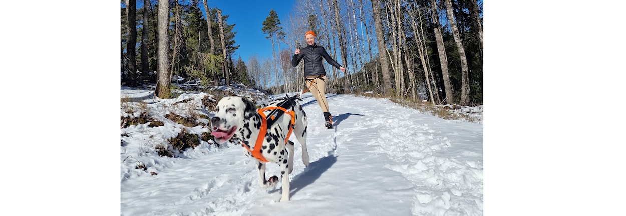Ny hundekjører: Minikurs i trekktrening med hund